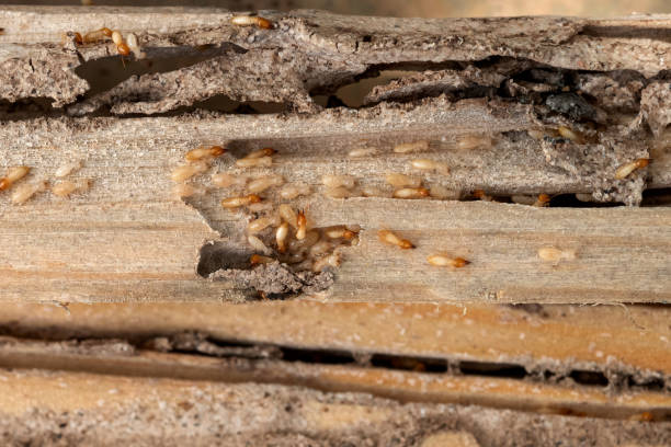 Best Exterminator Services  in Citrus Hills, FL